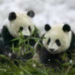 The Panda Fallout – Has Google Missed The Mark?