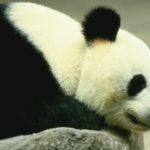 What is Google Panda? (AKA Farmer Update)